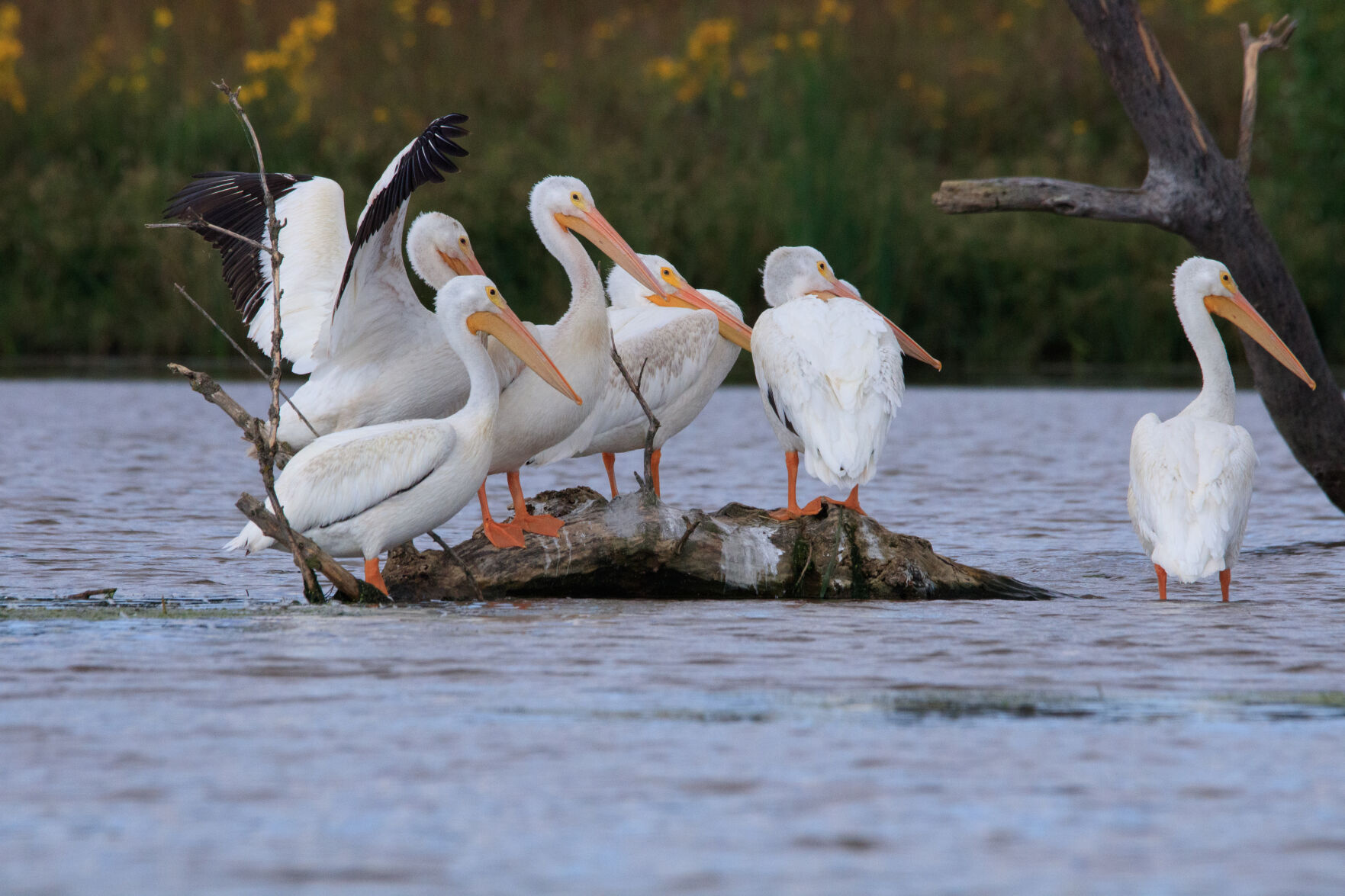 pelicans at wanahoo
